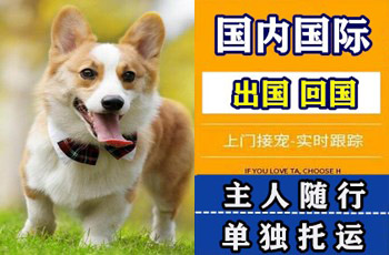 乌兰察布市宠物托运公司乌兰察布市宠物托运公司乌兰察布市宠物托运公司